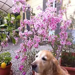 Corti Bed & Breakfast Como
